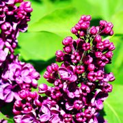 Syringa vulgaris 'Charles Joly' (Lilac) 2L -