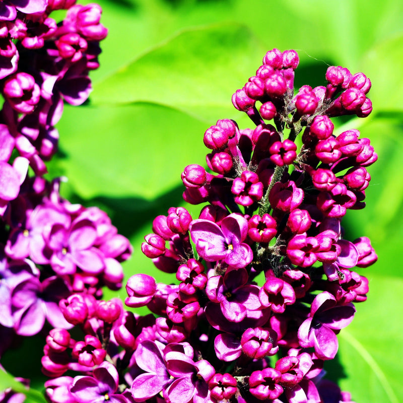 Syringa vulgaris 'Charles Joly' (Lilac) 2L -