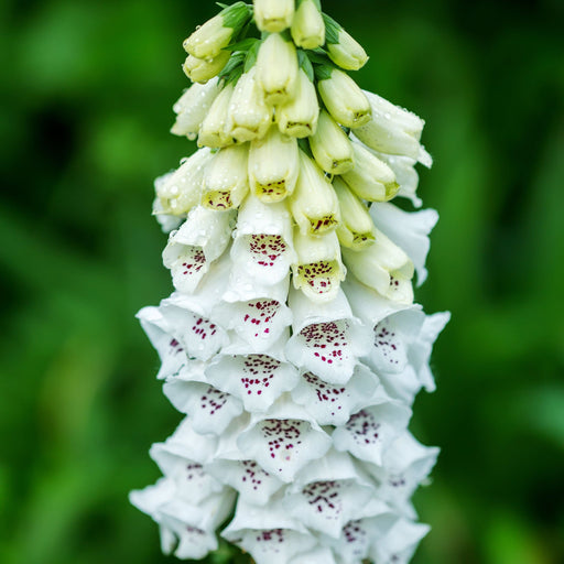 Digitalis purpurea 'Dalmation White' 9cm/3L -