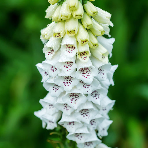 Digitalis purpurea White/Alba 9cm -