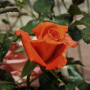 Patio Standard Rose 'Orange' 60-70cm -
