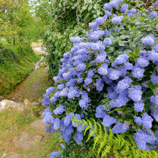 Ceanothus 'Puget Blue' (Californian Lilac) 9cm / 2L -