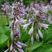 Hosta sieboldiana var. elegans 'Plantain Lily' 1.5L -