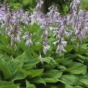 Hosta sieboldiana var. elegans 'Plantain Lily' 1.5L -