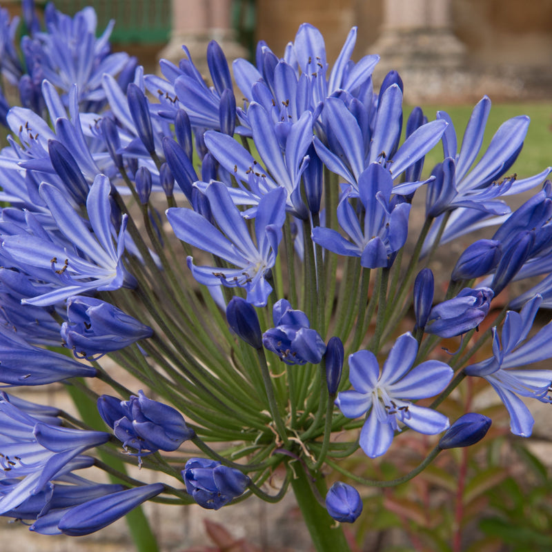 Agapanthus 'Blue Umbrella' 9cm / 2L -