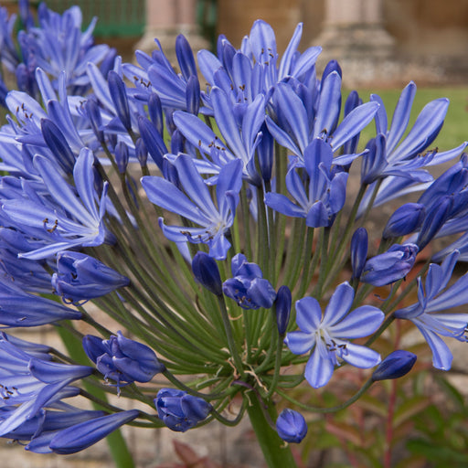 Agapanthus 'Blue Umbrella' 9cm / 2L -