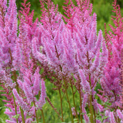 Astilbe chinensis pumila 9cm/2L -