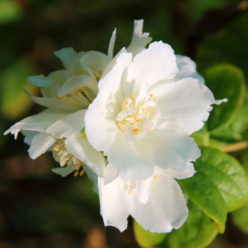 Philadelphus 'Schneesturm' 1L -