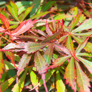 Acer palmatum Jerre Schwartz 3L / 35L -