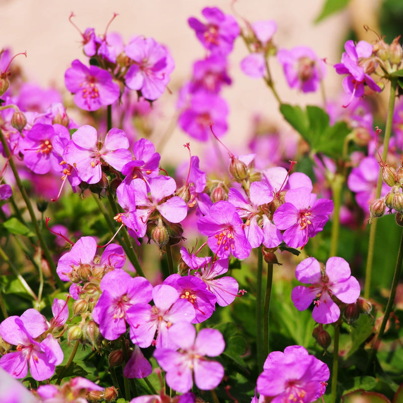 Geranium x cantabrigiense Cambridge 9cm / 2L -