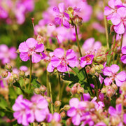 Geranium x cantabrigiense Cambridge 9cm / 2L -