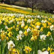40 Dwarf Daffodil Bulbs Including Scented Daffodils -