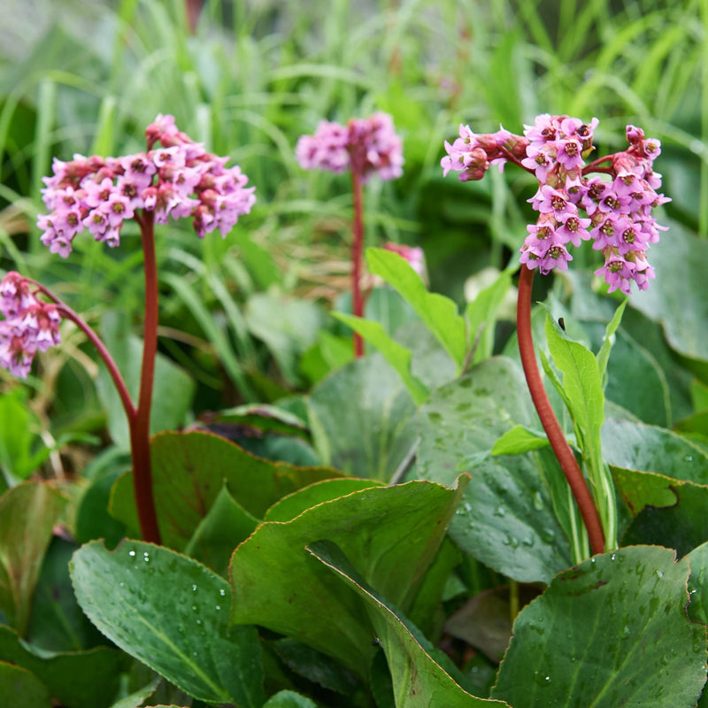 Bergenia Vintage Rose 2L -