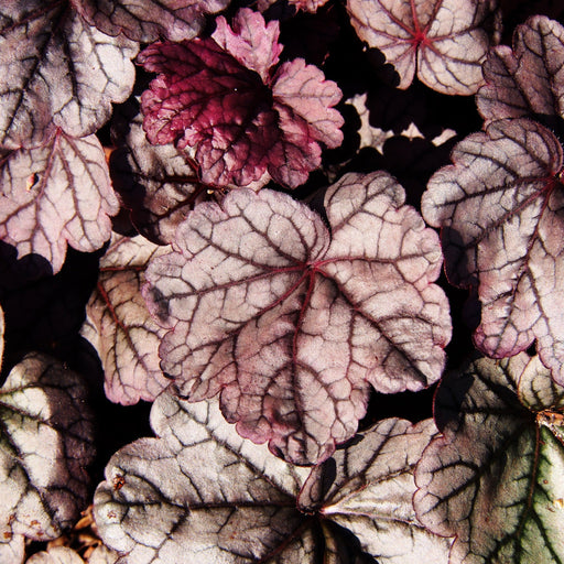 Heuchera 'Sugar Plum' 2L -