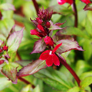Lobelia cardinalis 'Queen Victoria' 9cm -