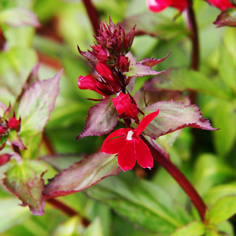 Lobelia cardinalis 'Queen Victoria' 9cm -