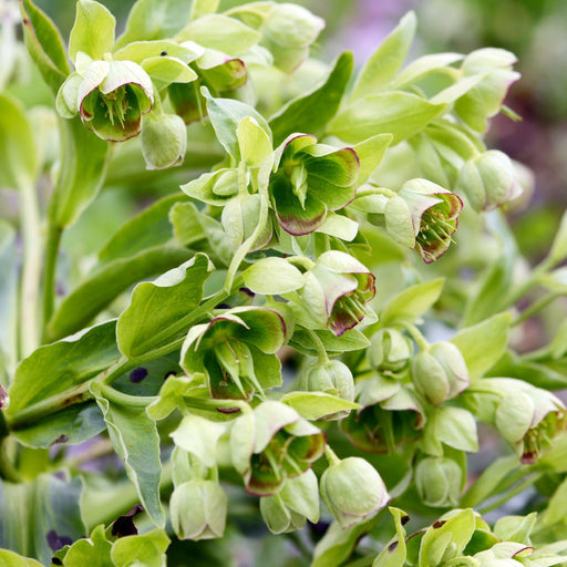 Helleborus foetidus 9cm -