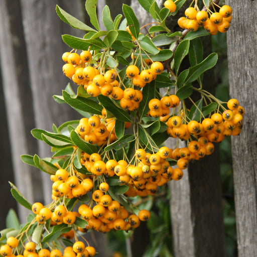 Pyracantha 'Soleil D'or' 1L/2L -