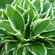 Hosta 'Wide Brim' 9cm/2L -