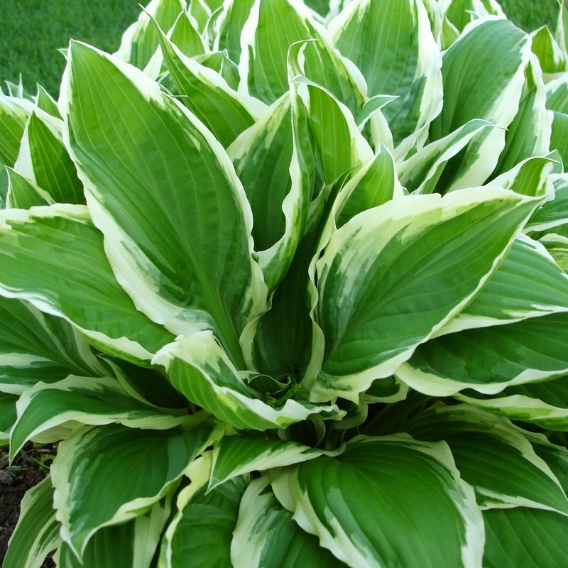 Hosta 'Wide Brim' 9cm/2L -