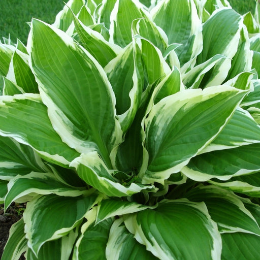Hosta 'Wide Brim' 9cm/2L -