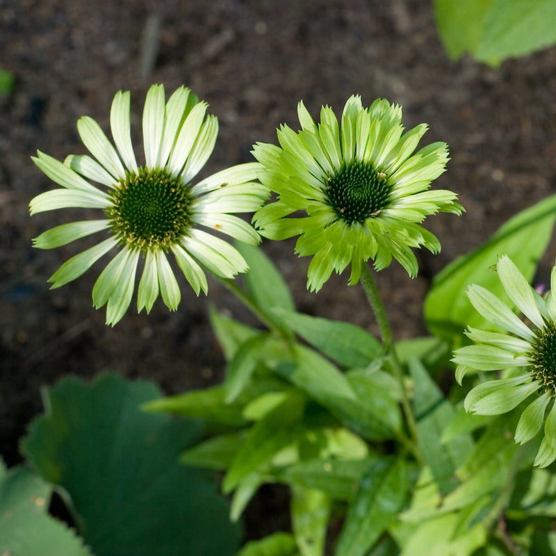 Echinacea purpurea 'Prairie Blaze Green' 9cm -