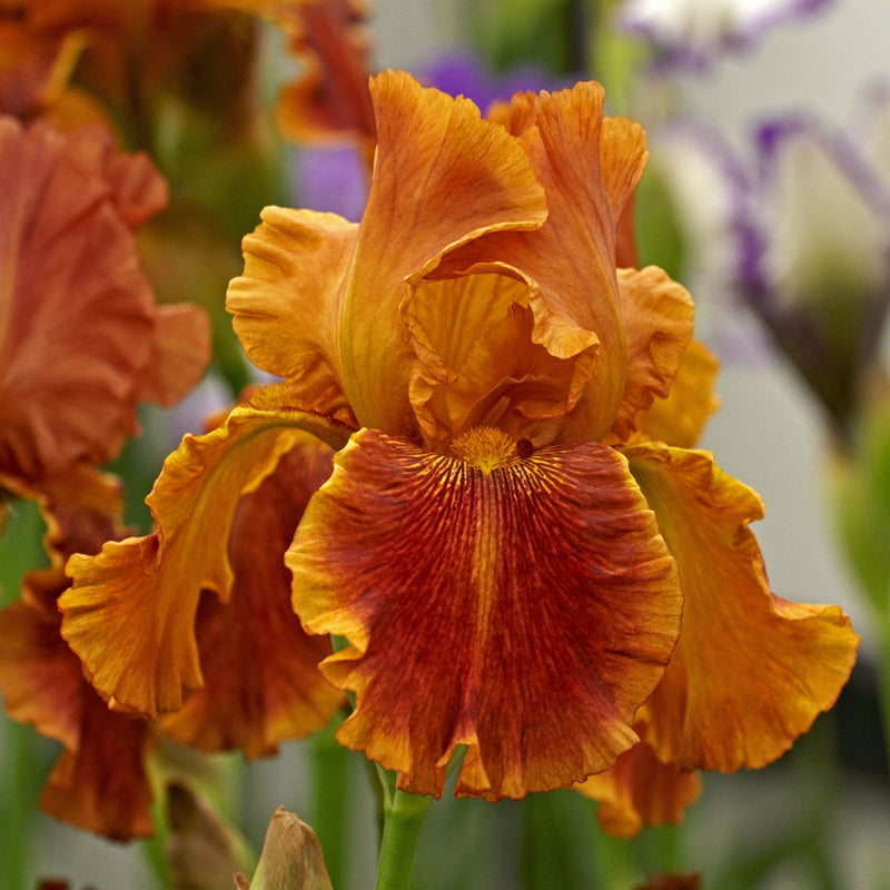 Iris sibirica 'Paprikash' 2L -