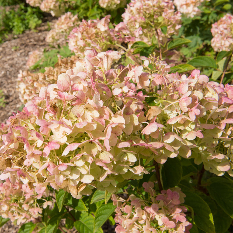 Hydrangea paniculata 'Silver Dollar' 1.5/10L -