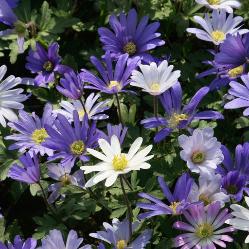 Anemone 'Blanda Blue Shades' (12 Bulbs) -