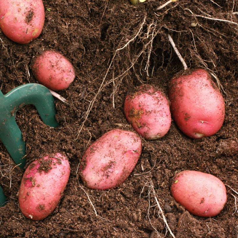 Desiree Seed Potatoes 2KG - Home & Garden > Plants > Seeds, Bulbs & Accessories > Seeds & Seed Tape > Seeds