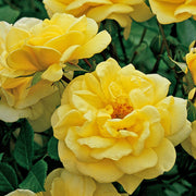 Rose Golden Memories | Floribunda | 4L Potted Rose (PRE ORDER DECEMBER '25) -