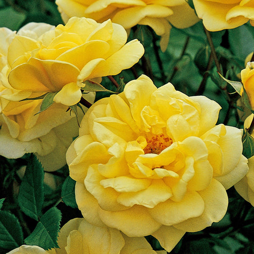 Rose Golden Memories | Floribunda | 4L Potted Rose (PRE ORDER DECEMBER '25) -