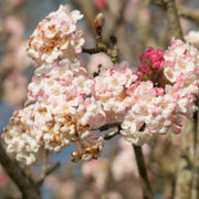 Viburnum x bodnantense 'Charles Lamont' 3L -