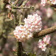 Viburnum x bodnantense 'Charles Lamont' 3L -