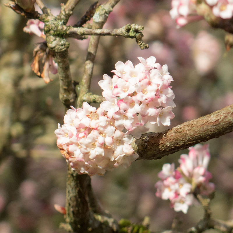 Viburnum x bodnantense 'Charles Lamont' 3L -