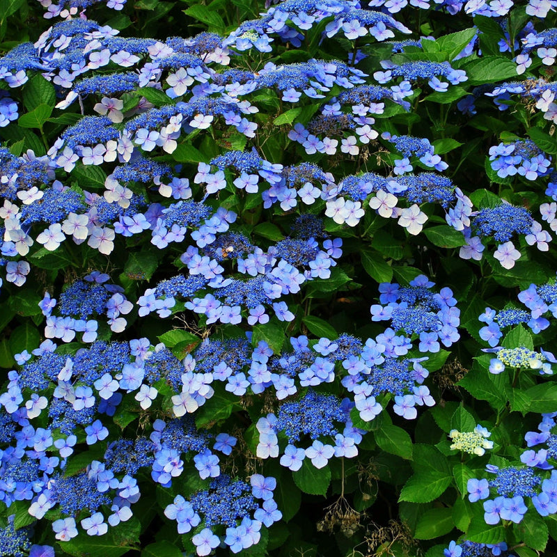 Hydrangea 'French Bolero' Blue 3L -