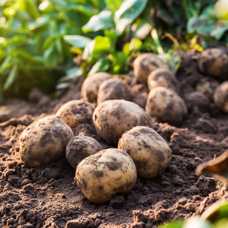 Record Seed Potatoes 2KG - Home & Garden > Plants > Seeds, Bulbs & Accessories > Seeds & Seed Tape > Seeds