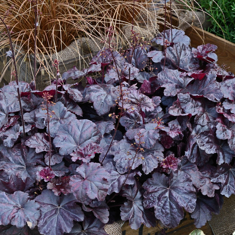 Heuchera 'Obsidian' 2L -