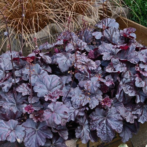 Heuchera 'Obsidian' 2L -