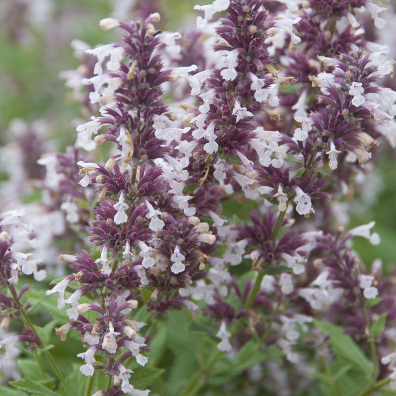 Nepeta grandiflora 'Dawn to Dusk' 9cm -