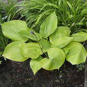 Hosta 'Sum and Substance' 9cm -