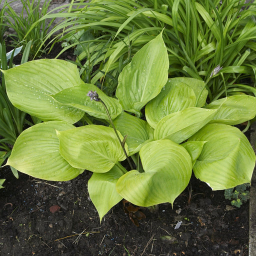 Hosta 'Sum and Substance' 9cm -