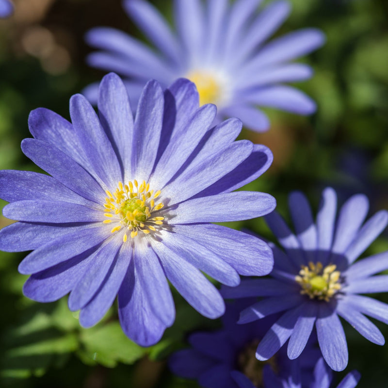 Anemone 'Blanda Blue Shades' (12 Bulbs) -