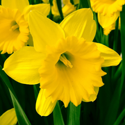 Daffodil 'Yellow Trumpet' (20 Bulbs) -
