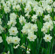 Narcissi Scented White Mix | Dwarf White Daffodil Bulbs (8 Bulbs) -