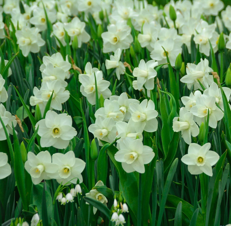 Narcissi Scented White Mix | Dwarf White Daffodil Bulbs (8 Bulbs) -