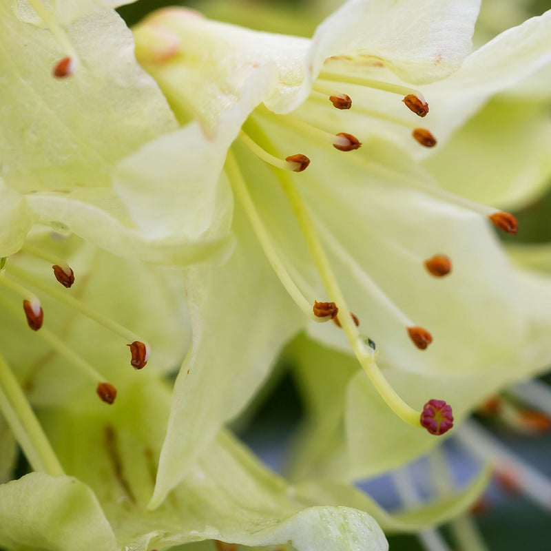 Dwarf Rhododendron 'Wren' 1L -
