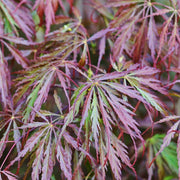 Acer palmatum Garnet 3L-235L -