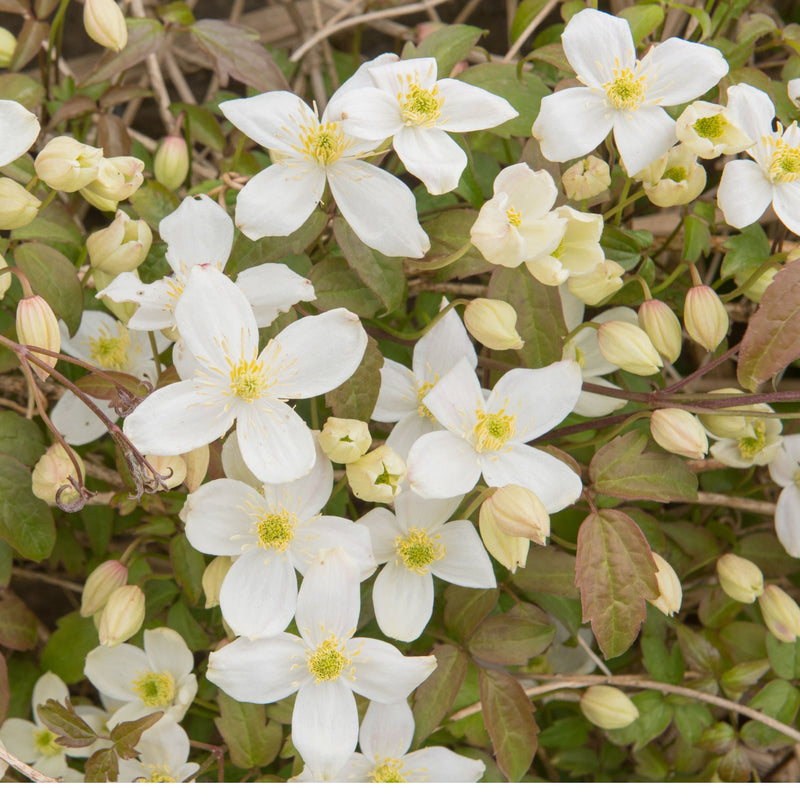 Clematis montana Grandiflora 60cm -