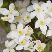 Clematis montana 'Grandifola' 75cm -